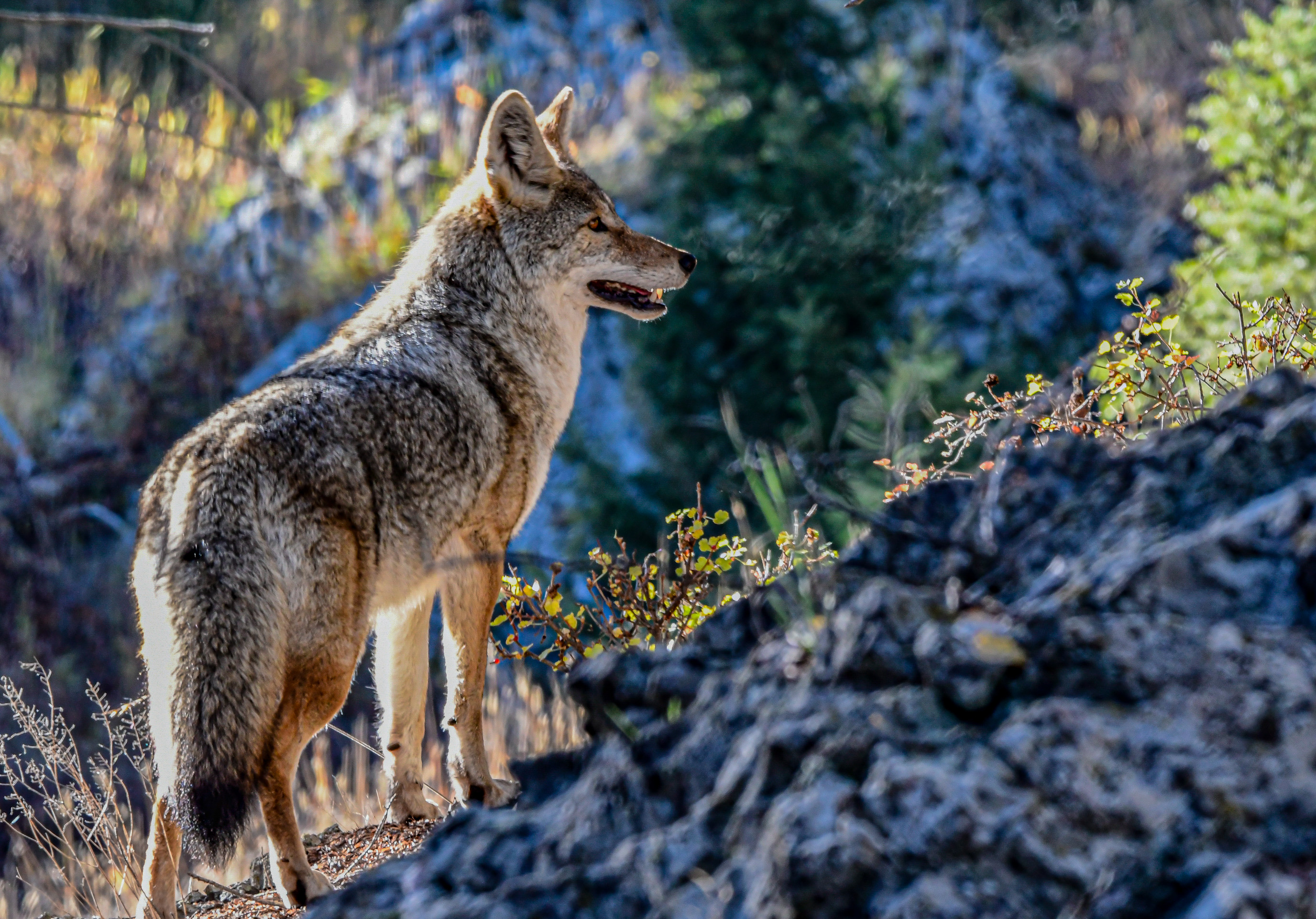 1st PrizeOpen Nature In Class 1 By Bob Myers For Scout OCT-2025.jpg